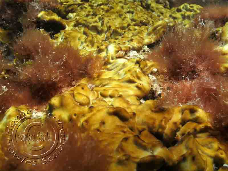 Identified Sponges, Howies Scuba